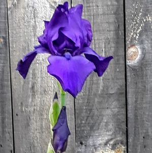 Meet your Posher, Sue